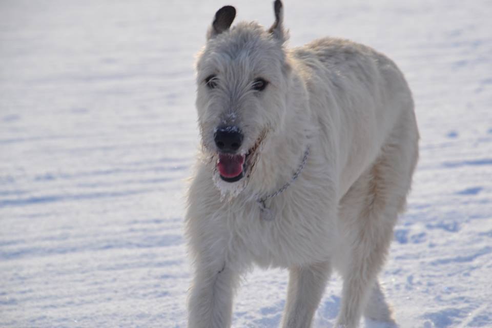 Irish Wolfhound