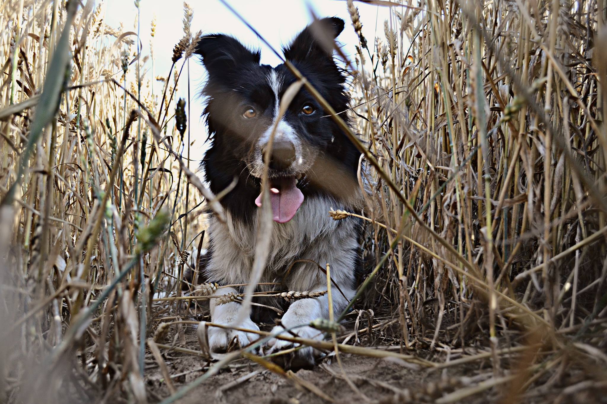 AIDEN STRONG IS ROYAL FELLOW