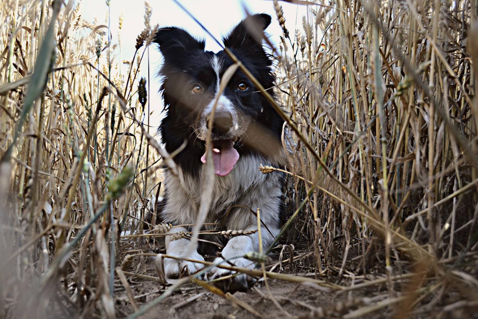AIDEN STRONG IS ROYAL FELLOW