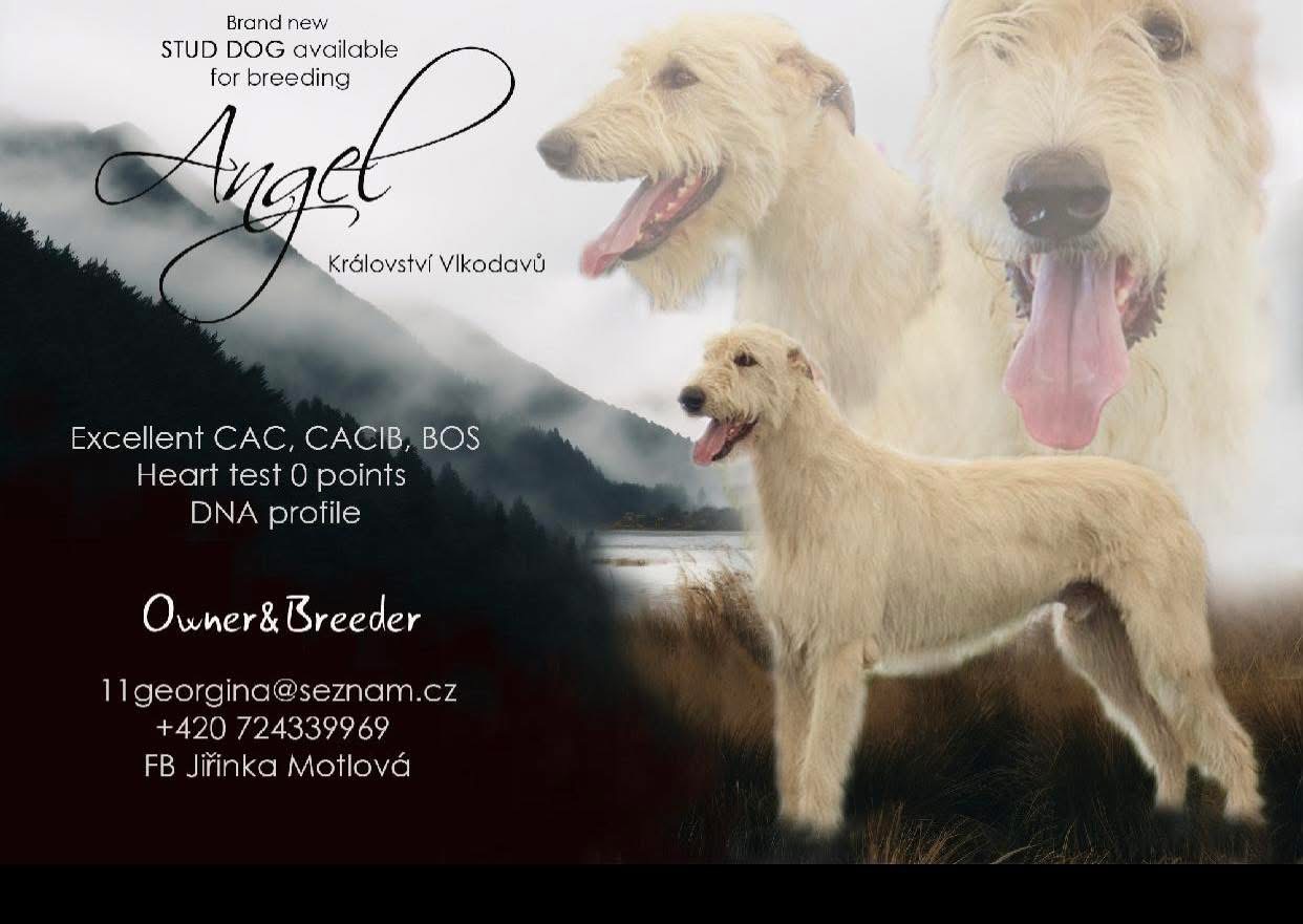 Angel Království Vlkodavů