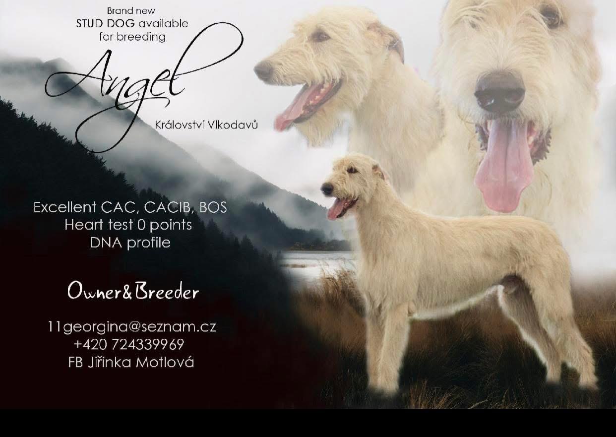 Angel Království Vlkodavů