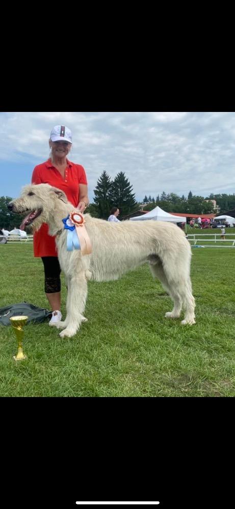 Angel Království Vlkodavů chovný pes